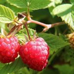 Arbustes à petits fruits