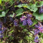 Fruits et légumes dans le jardin