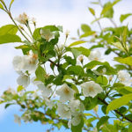 Jardinage écologique