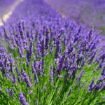Lavande