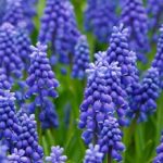 Plante Muscari