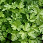 Plantes aromatiques du jardin : persil, menthe, ciboulette