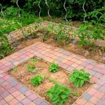 Potager dans le jardin