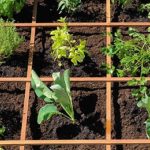 Un potager sur le balcon