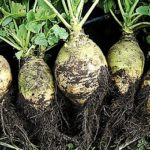 Légume ancien : le rutabaga