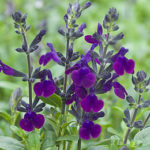 Sauge Violette de Loire
