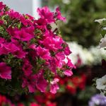 Top 10 des vivaces couvre-sol